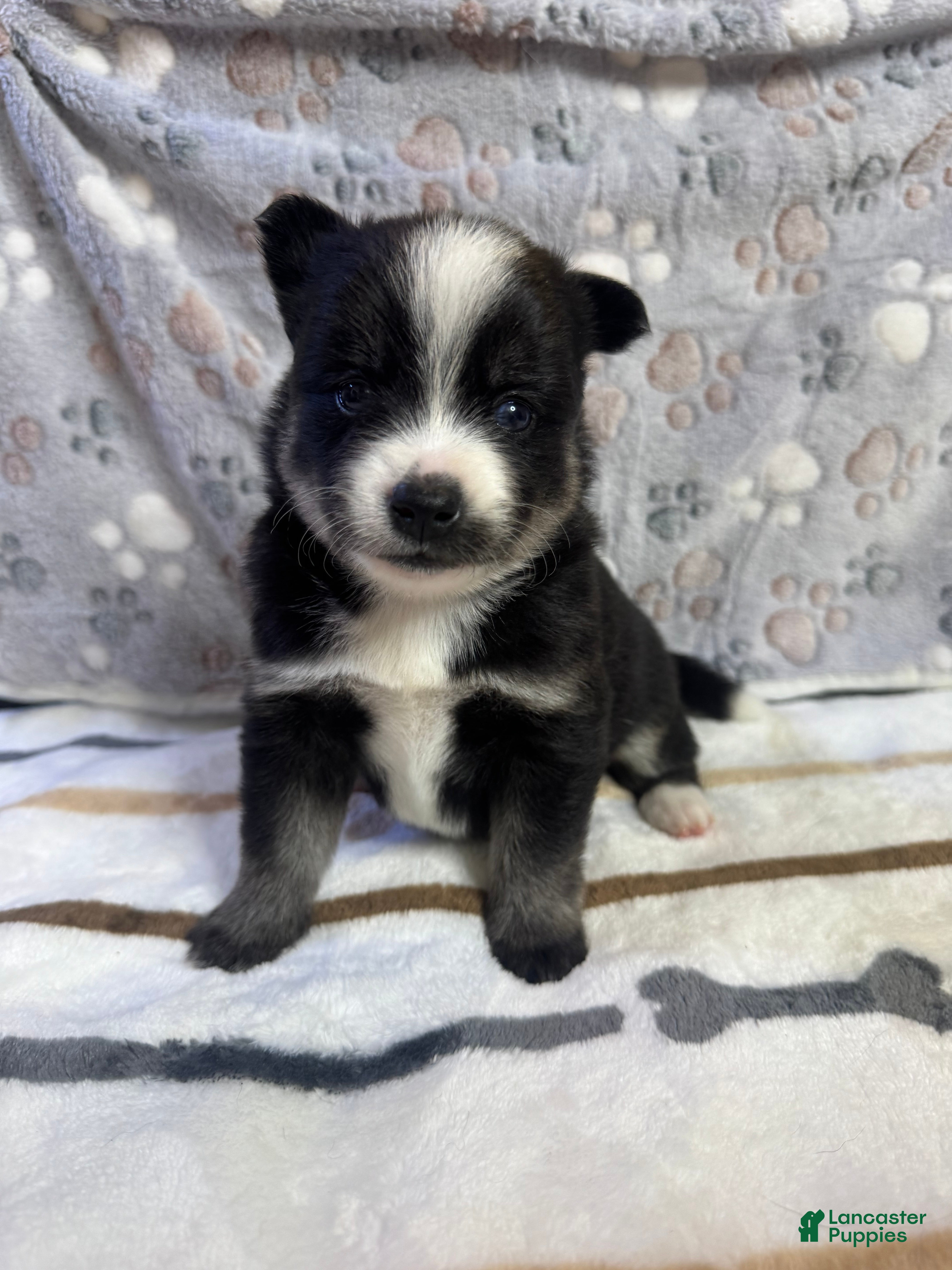 Pomsky dogs Griffin - Ad 5