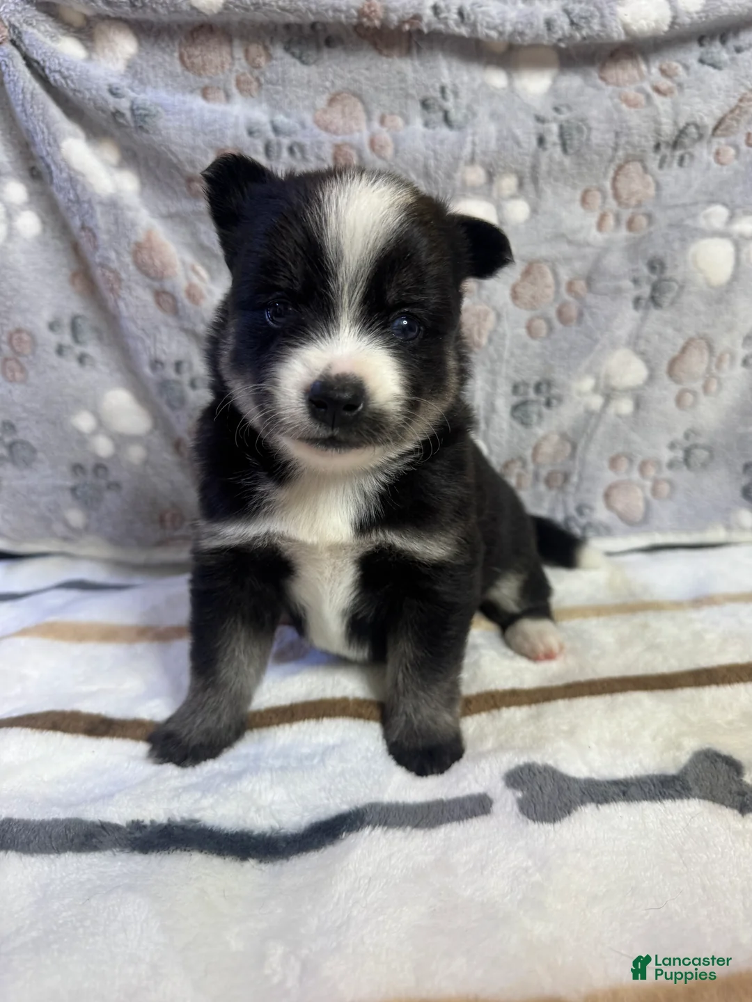 Pomsky dogs for sale: Griffin - Ad 1