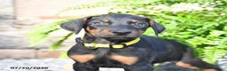 Doberman Pinscher dogs for sale: Percy - Ad 3