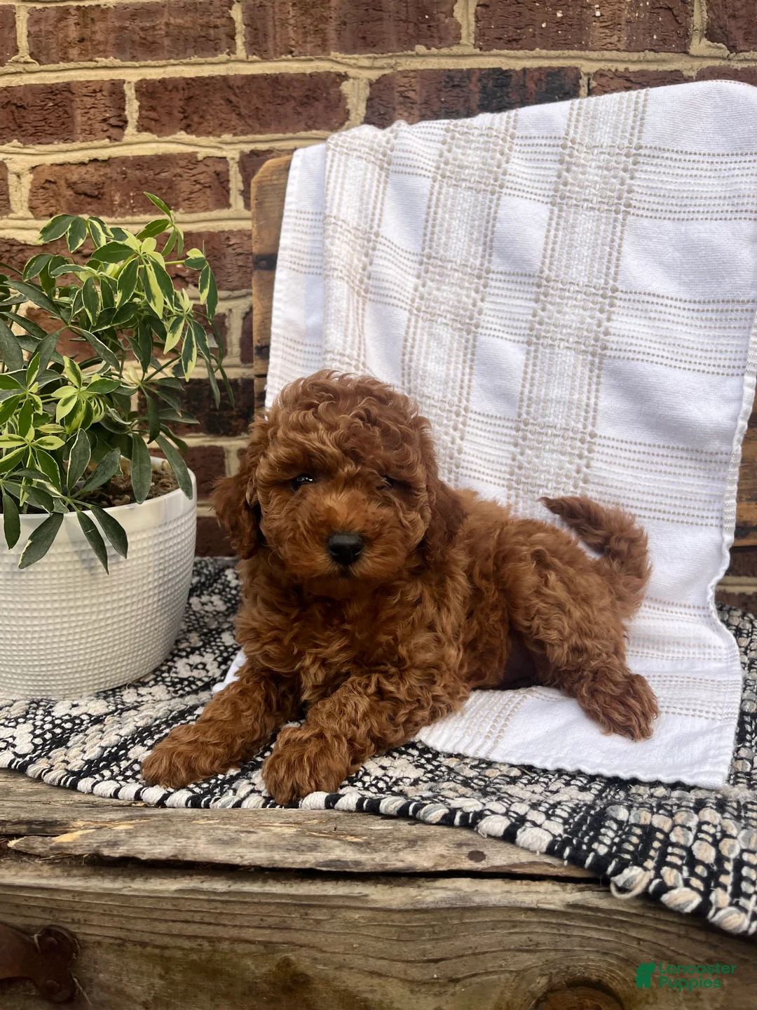 Mini Goldendoodle dogs for sale: Chloe - Ad 1