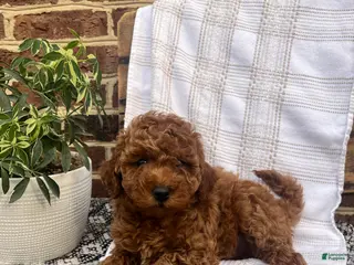 Mini Goldendoodle dogs Chloe - Ad 11