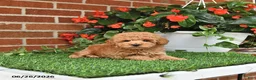 Toy Poodle dogs for sale: Teddy - Ad 4