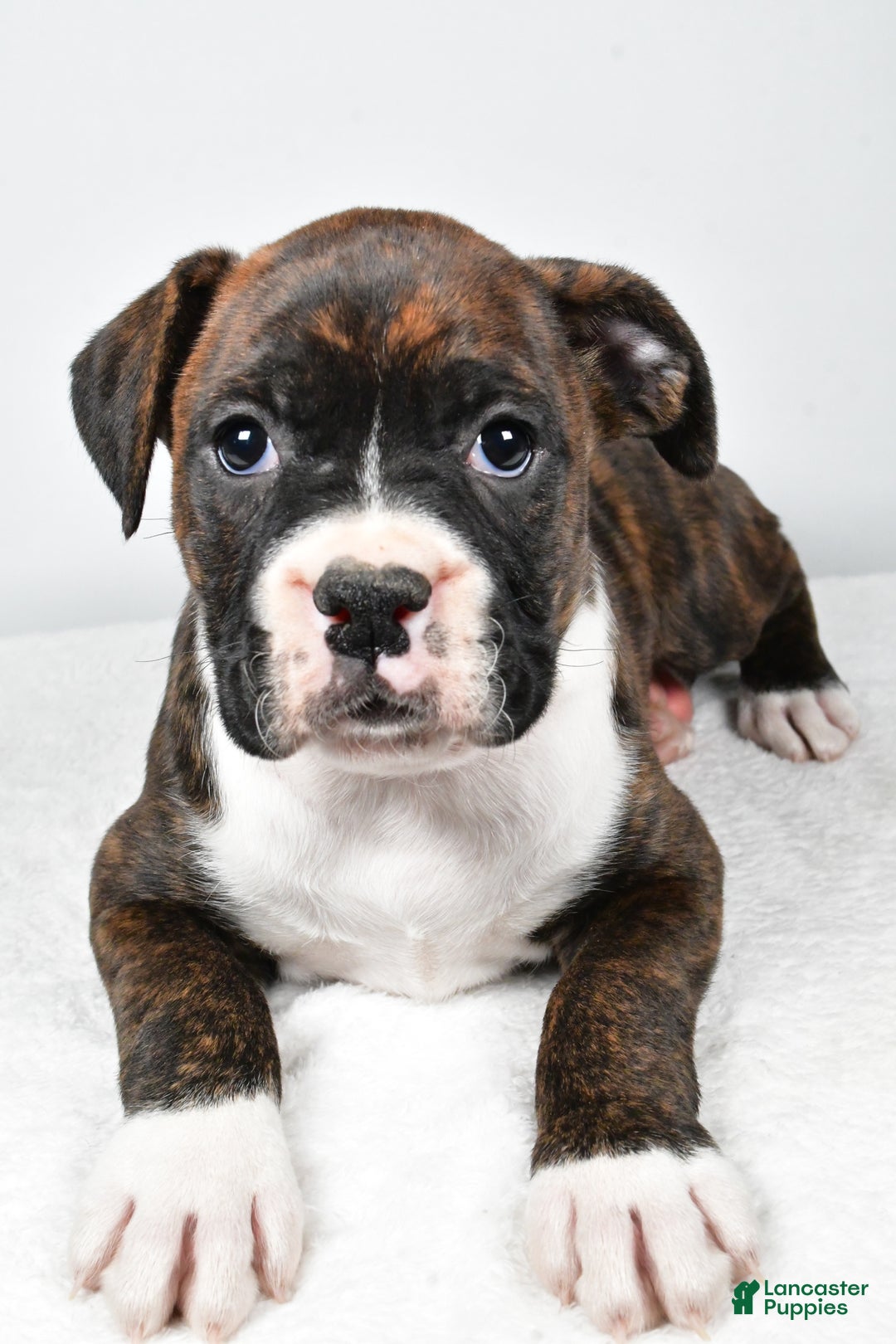 Boxer dogs for sale: Amber - Ad 8