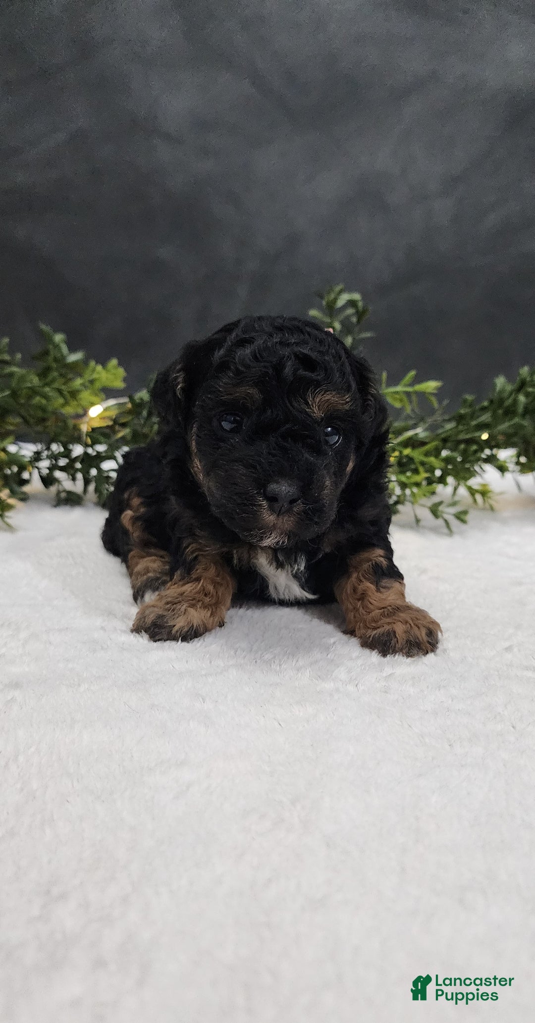 Miniature Poodle dogs for sale: Faith  - Ad 2