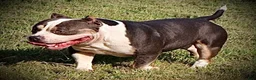 American Bully dogs for sale: American Bully 1 - Ad 3