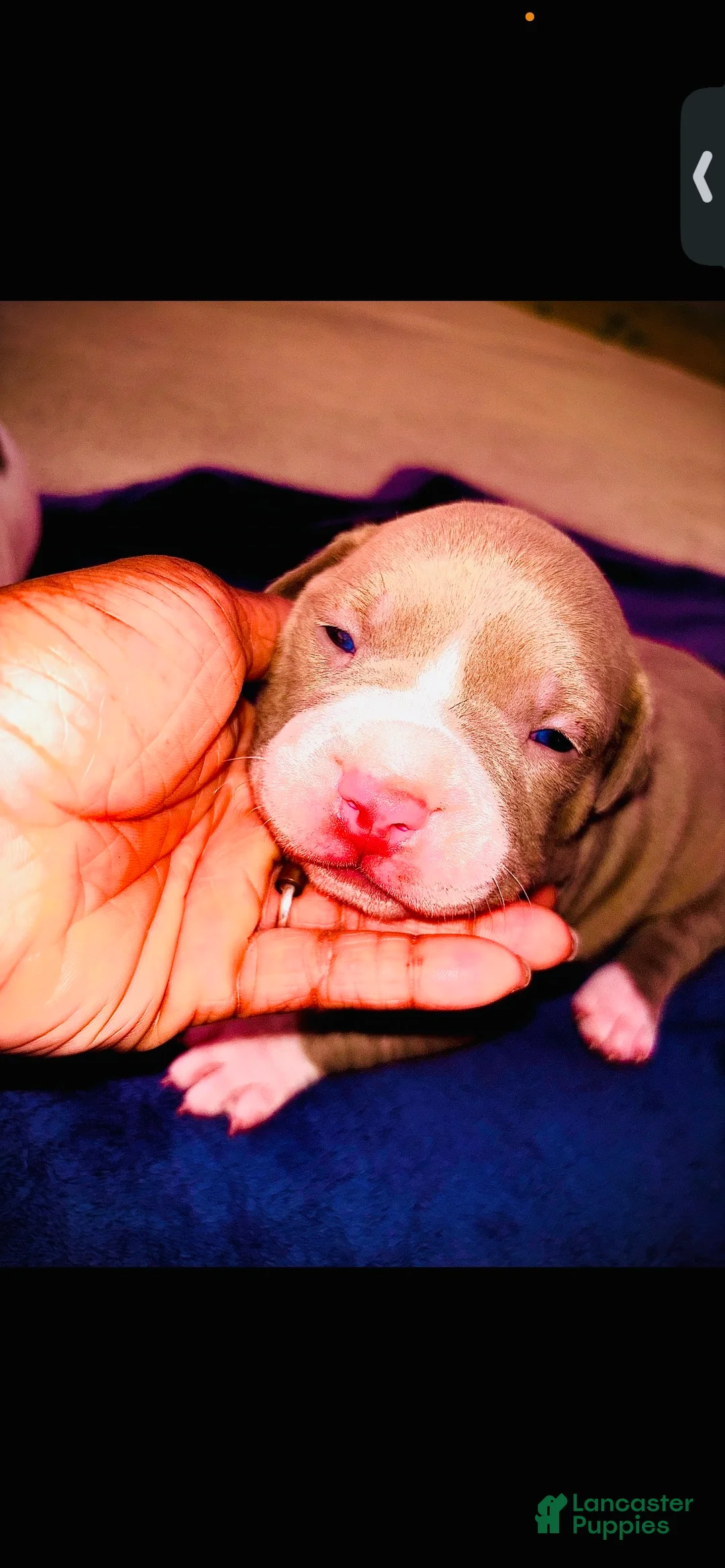 American Bully dogs for sale: American Bully 5 - Ad 1