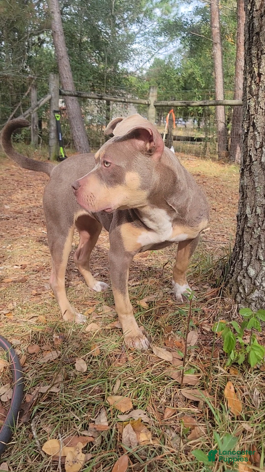 American Bully dogs for sale: Gal - Ad 9