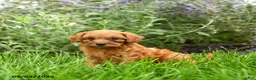 Miniature Poodle dogs for sale: Tucker - Ad 7