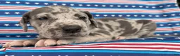 Great Dane dogs for sale: Petunia Great Dane  - Ad 9