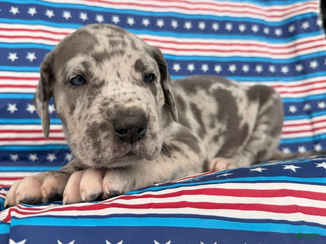 Great Dane dogs for sale: Petunia Great Dane  - Ad 9