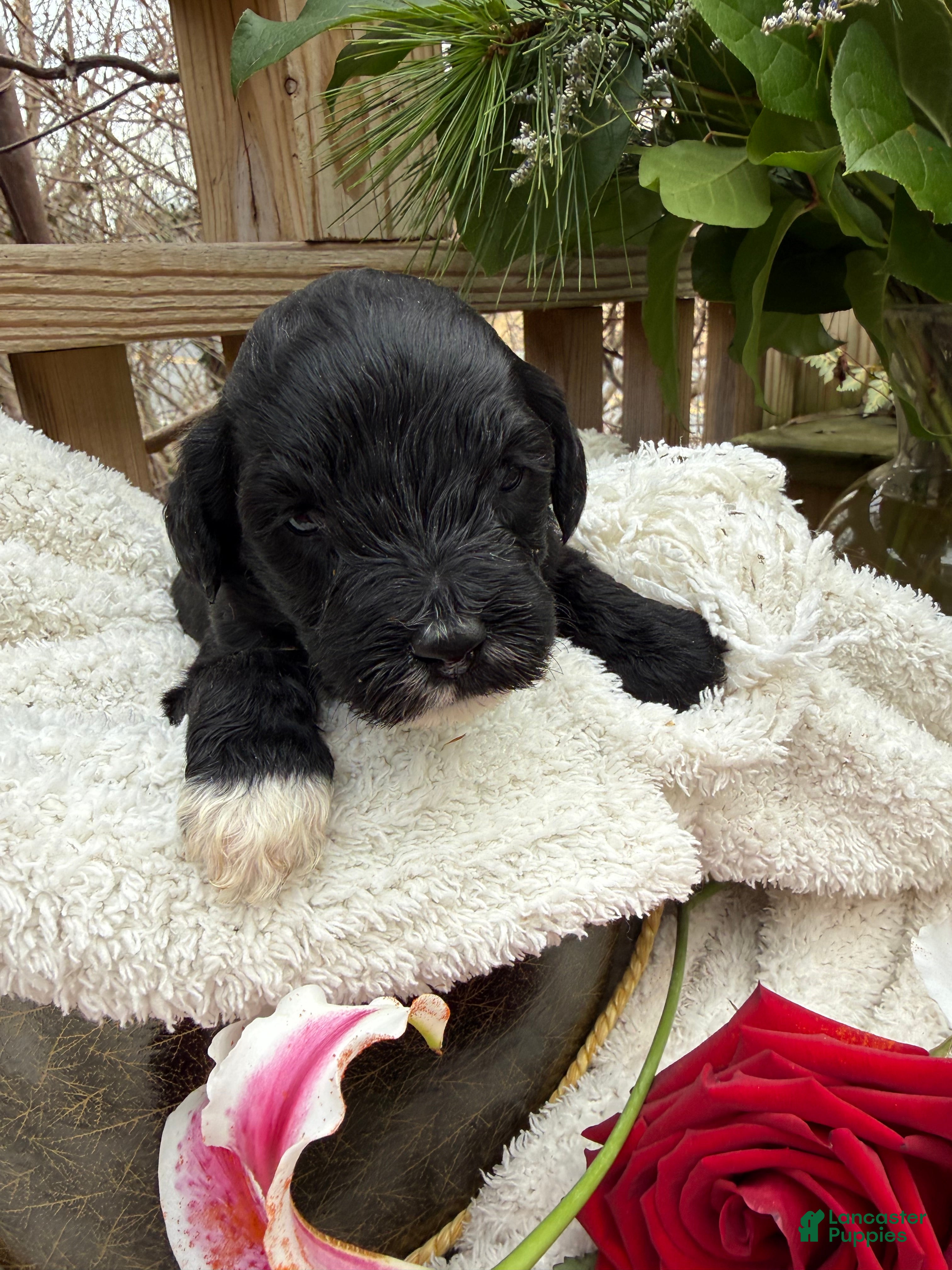 Mixed Breed dogs Beauty  - Ad 40