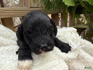 Mixed Breed dogs Beauty - Ad 40