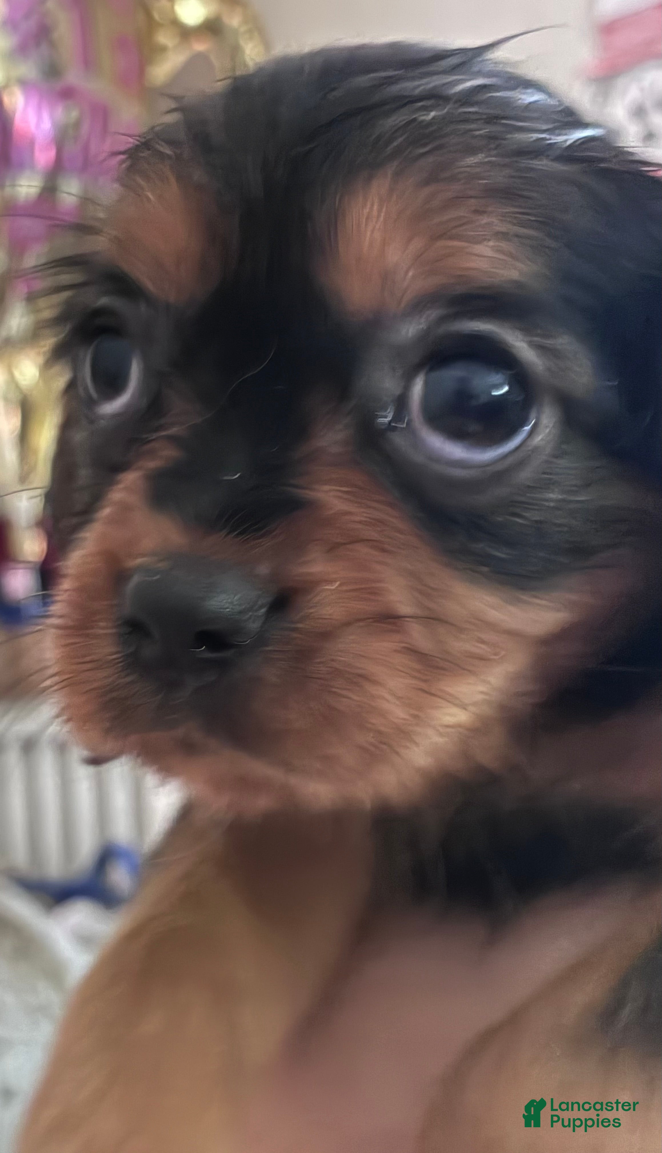 Cavalier King Charles Spaniel dogs Cavalier King Charles Spaniel Puppy 6 - Ad 2