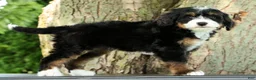 Mini Bernedoodle dogs for sale: Missy - Ad 4