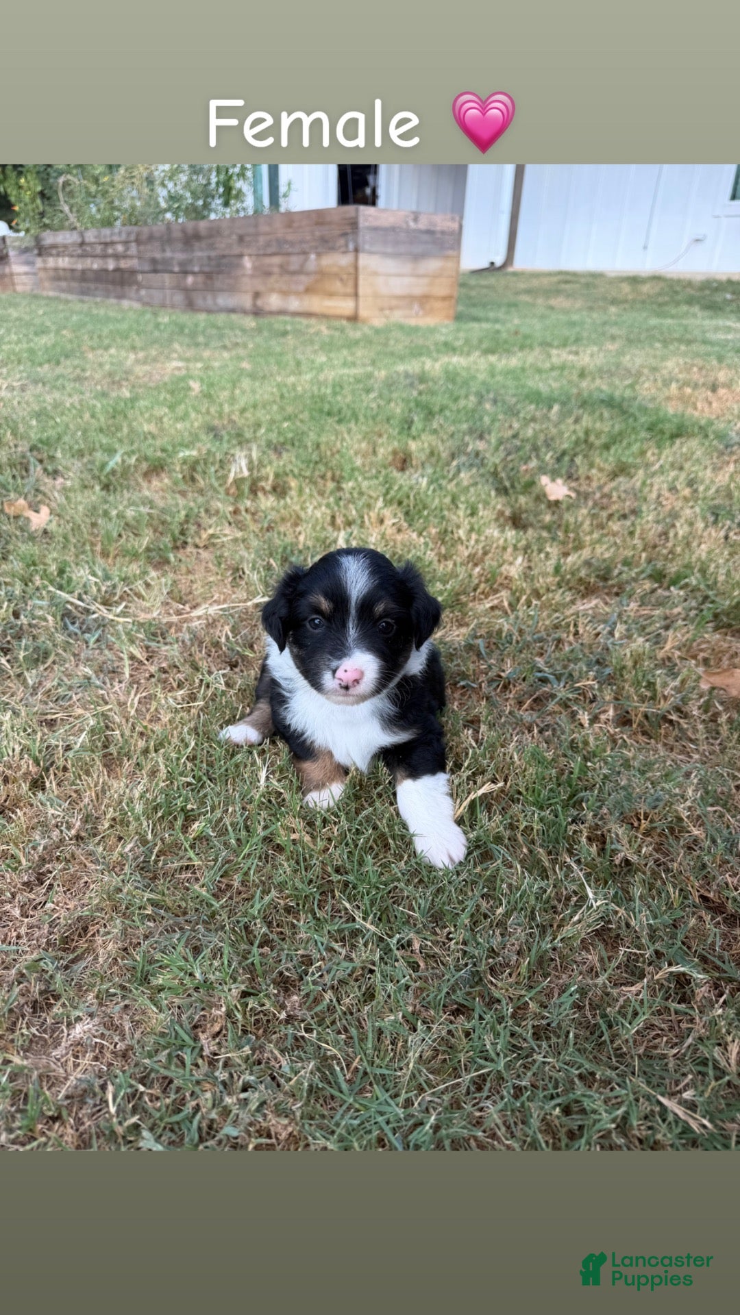 Miniature Australian Shepherd dogs Miniature Australian Shepherd 7 - Ad 19