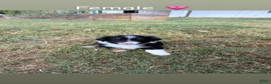 Miniature Australian Shepherd 7