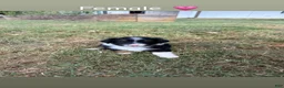 Miniature Australian Shepherd dogs for sale: Miniature Australian Shepherd 7 - Ad 1