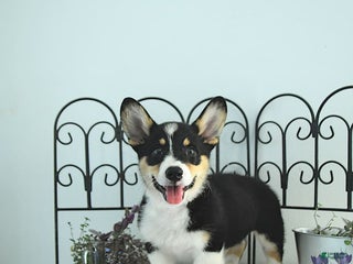 Welsh Corgi Pembroke dogs - Ad 34