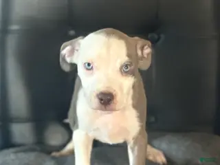 American Bully dogs American Bully Puppy 1 - Ad 26