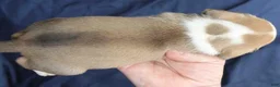 Puggle dogs for sale: Chewy - Ad 6