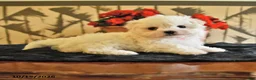 Maltese dogs for sale: Amy - Ad 5