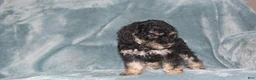 Miniature Poodle dogs for sale: Sherry - Ad 2