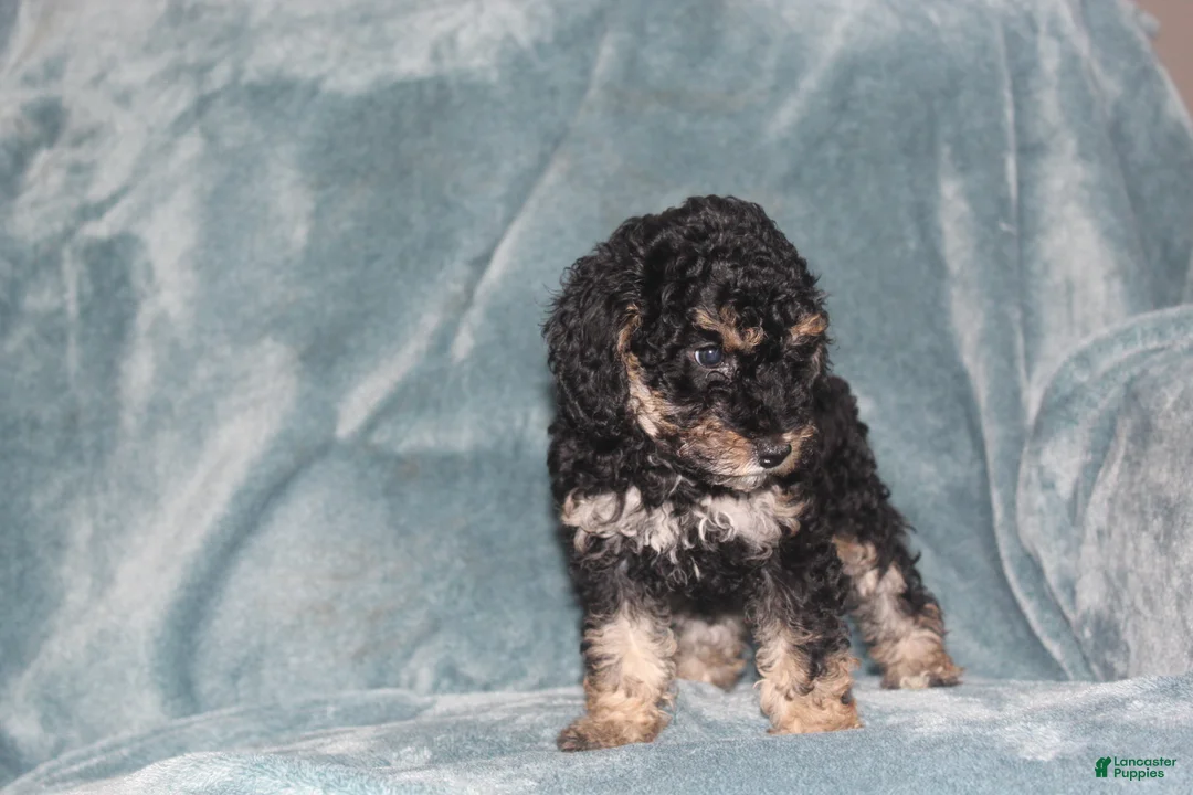Miniature Poodle dogs for sale: Sherry - Ad 2