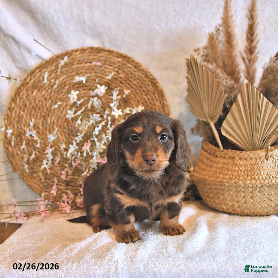 Miniature Dachshund dogs Brody - Ad 2
