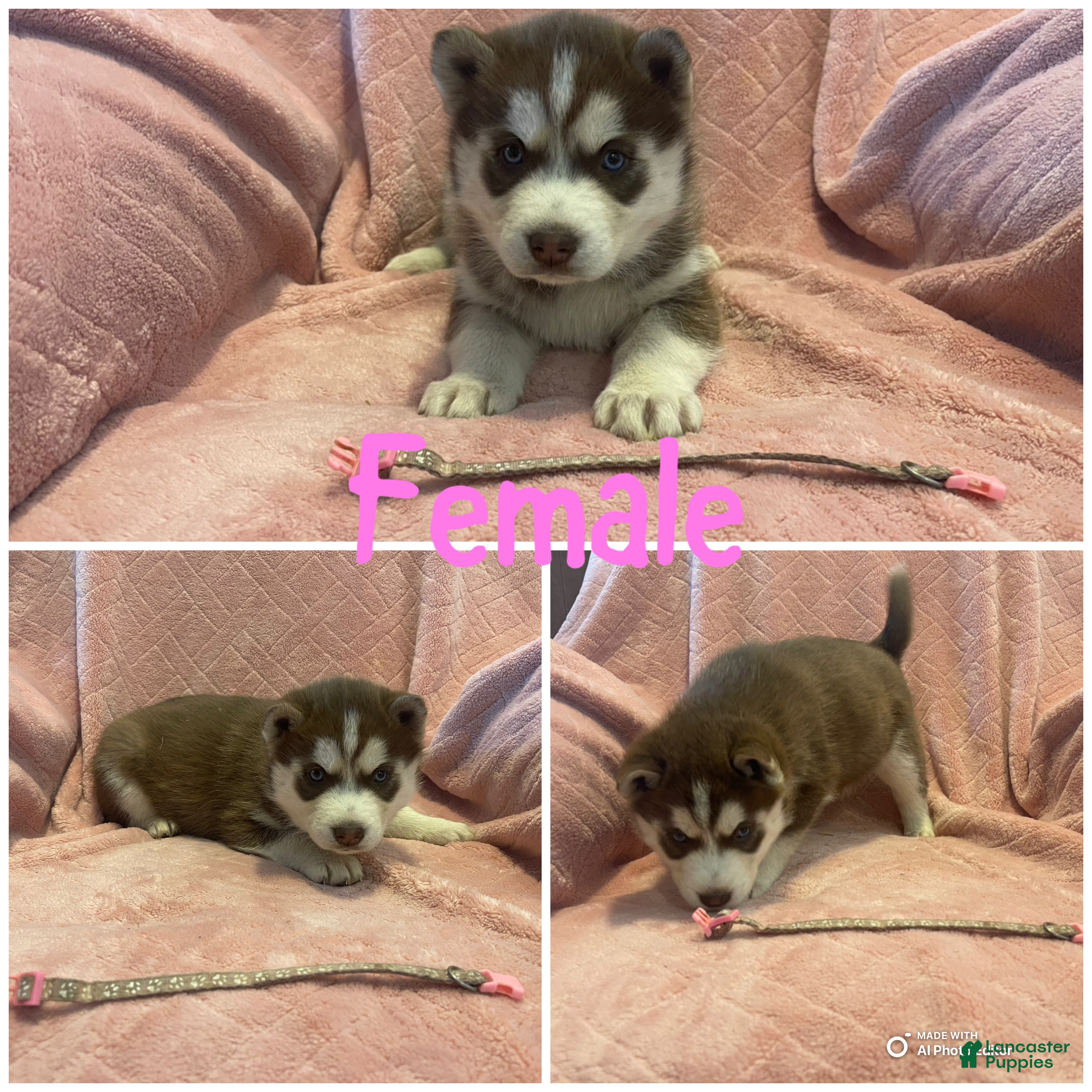 Siberian Husky dogs Siberian Husky Puppy 4 - Ad 8