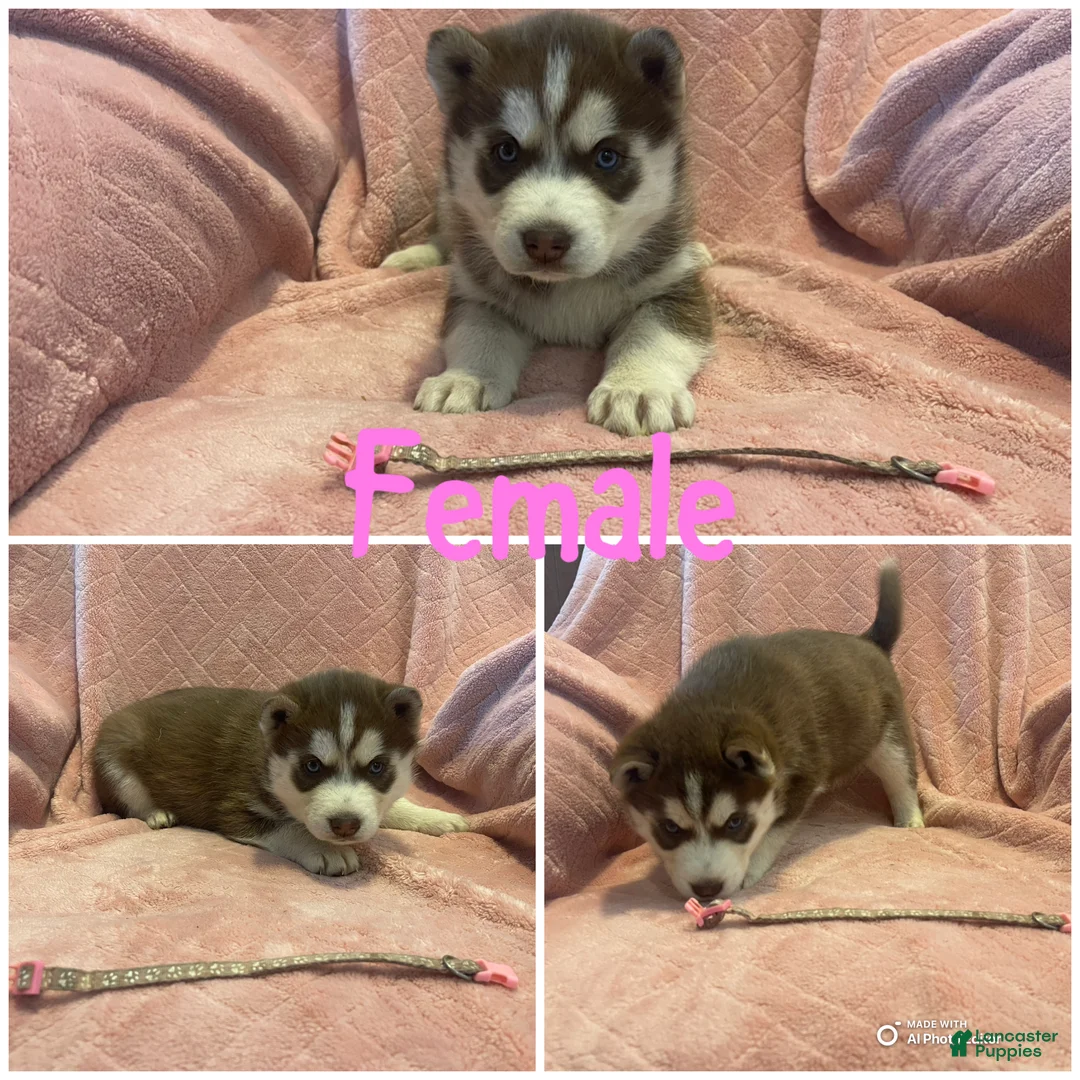 Siberian Husky dogs for sale: Siberian Husky Puppy 4 - Ad 2