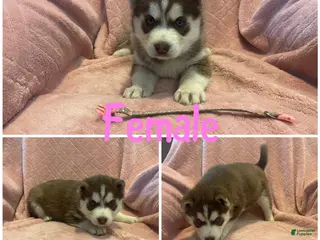 Siberian Husky dogs Siberian Husky Puppy 4 - Ad 8
