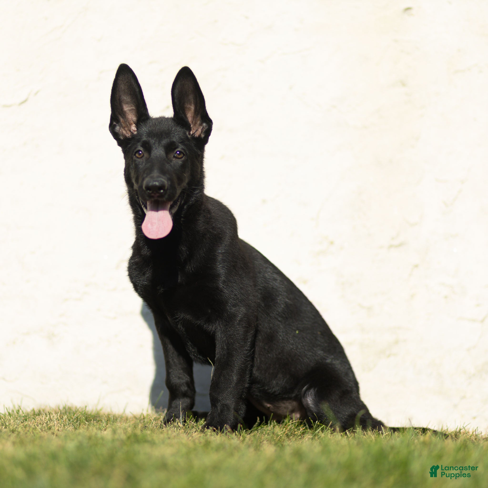 German Shepherd dogs Flurry German Shepherd  - Ad 2