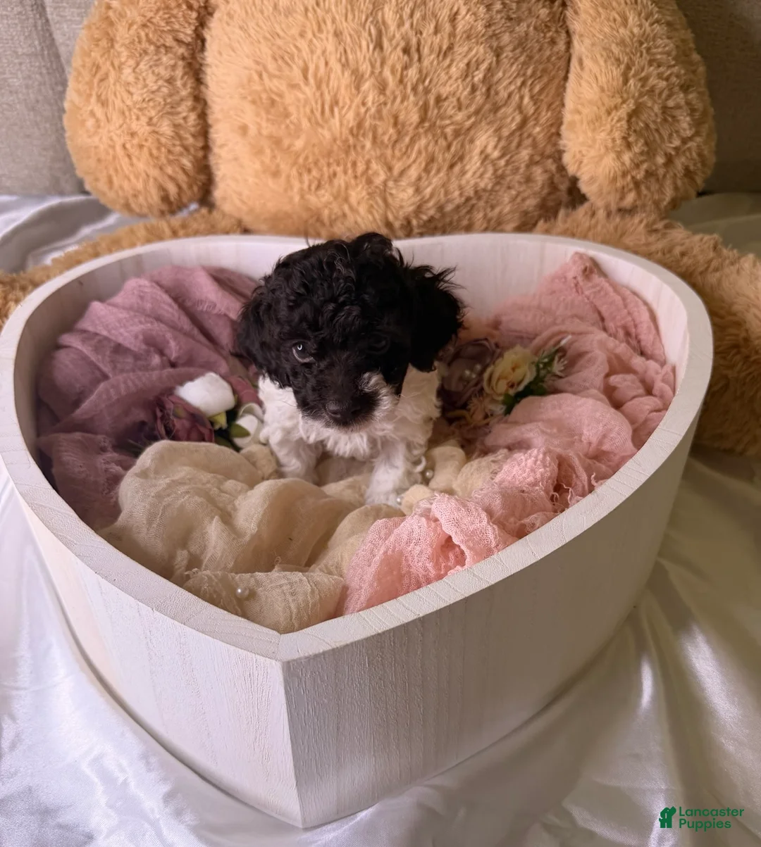 Cockapoo dogs for sale: Khloé - Ad 1
