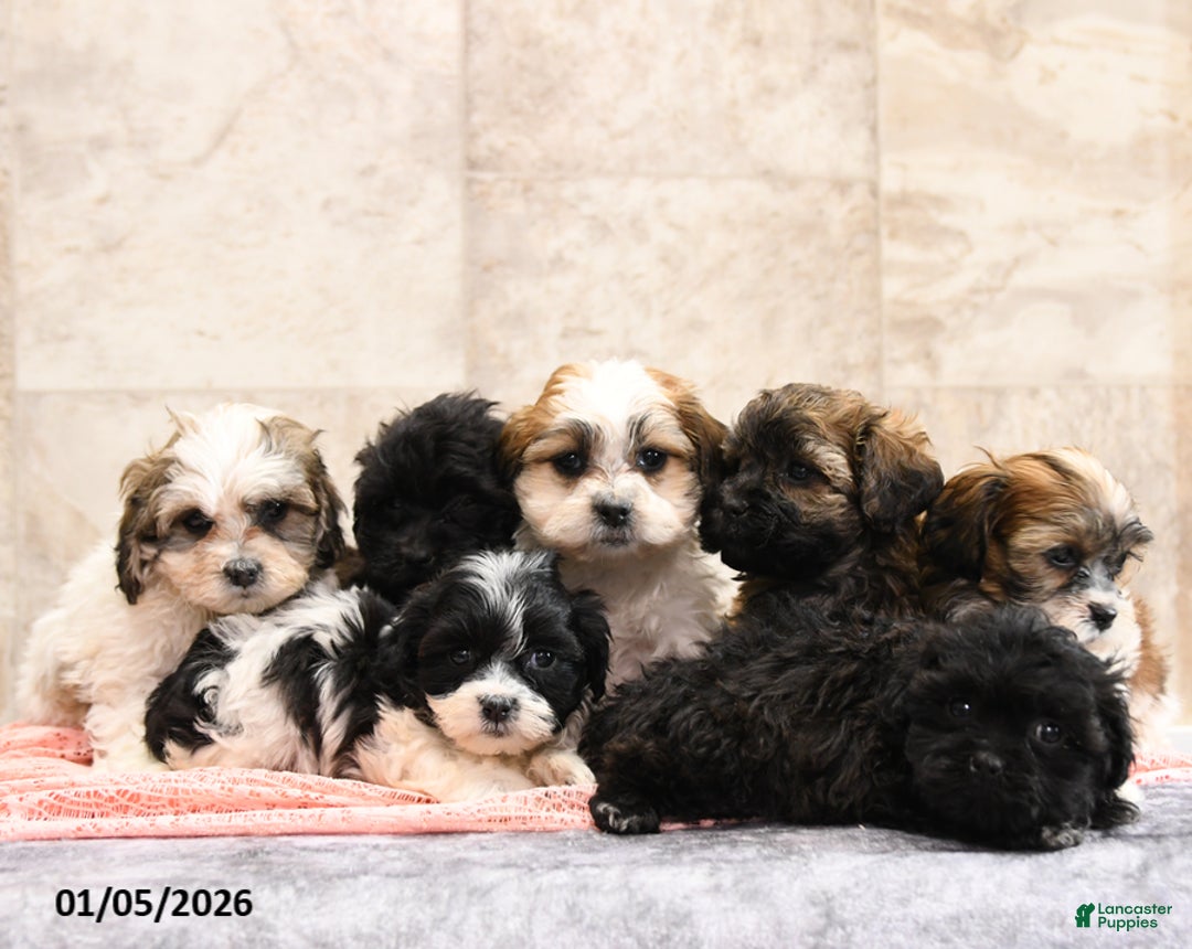 Teddy Bear dogs for sale: Miley - Ad 5