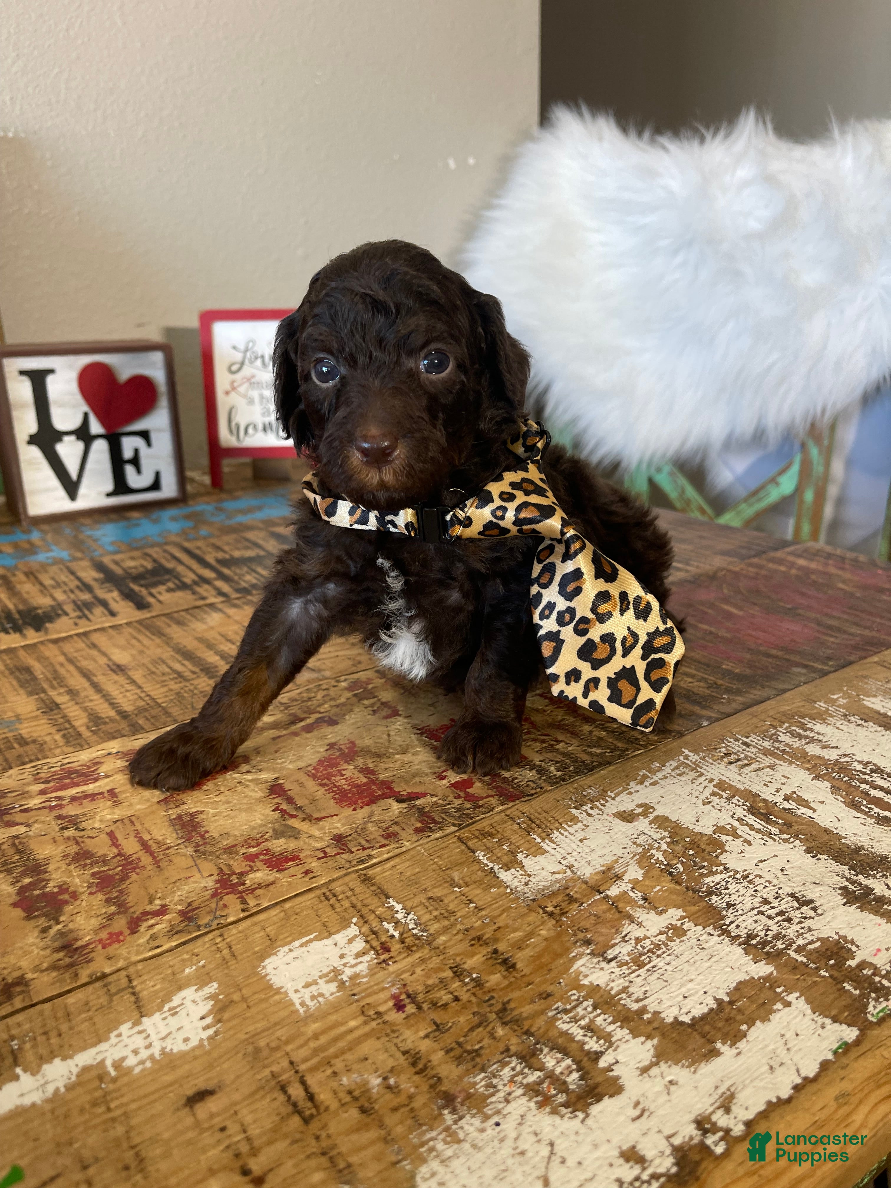 Miniature Poodle dogs Akc Clear Chocolate Phantom  - Ad 11