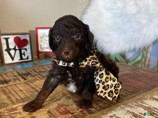 Miniature Poodle dogs Akc Clear Chocolate Phantom - Ad 2