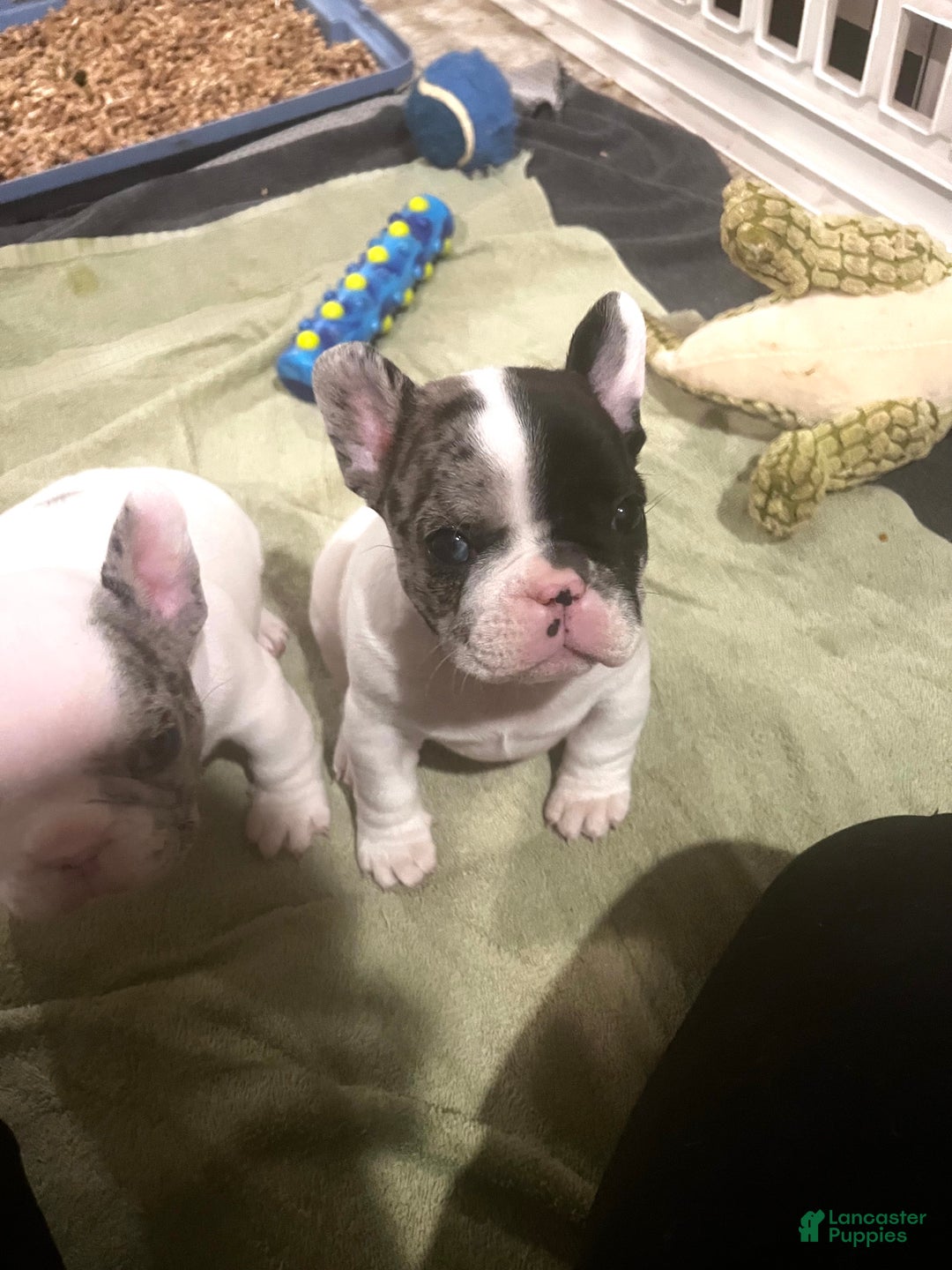 French Bulldog dogs for sale: Titan - Ad 9