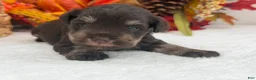 Miniature Schnauzer dogs for sale: Lexie Male 1 AKC Liver & Tan Mega Coat - Ad 2
