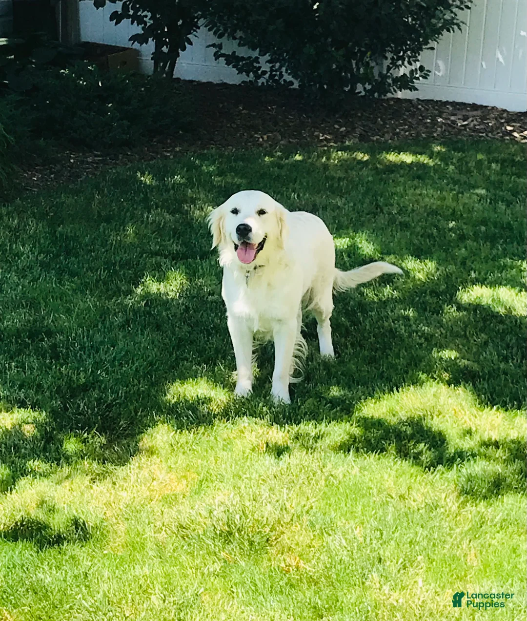 Golden Retriever dogs for sale: Oscar  - Ad 4