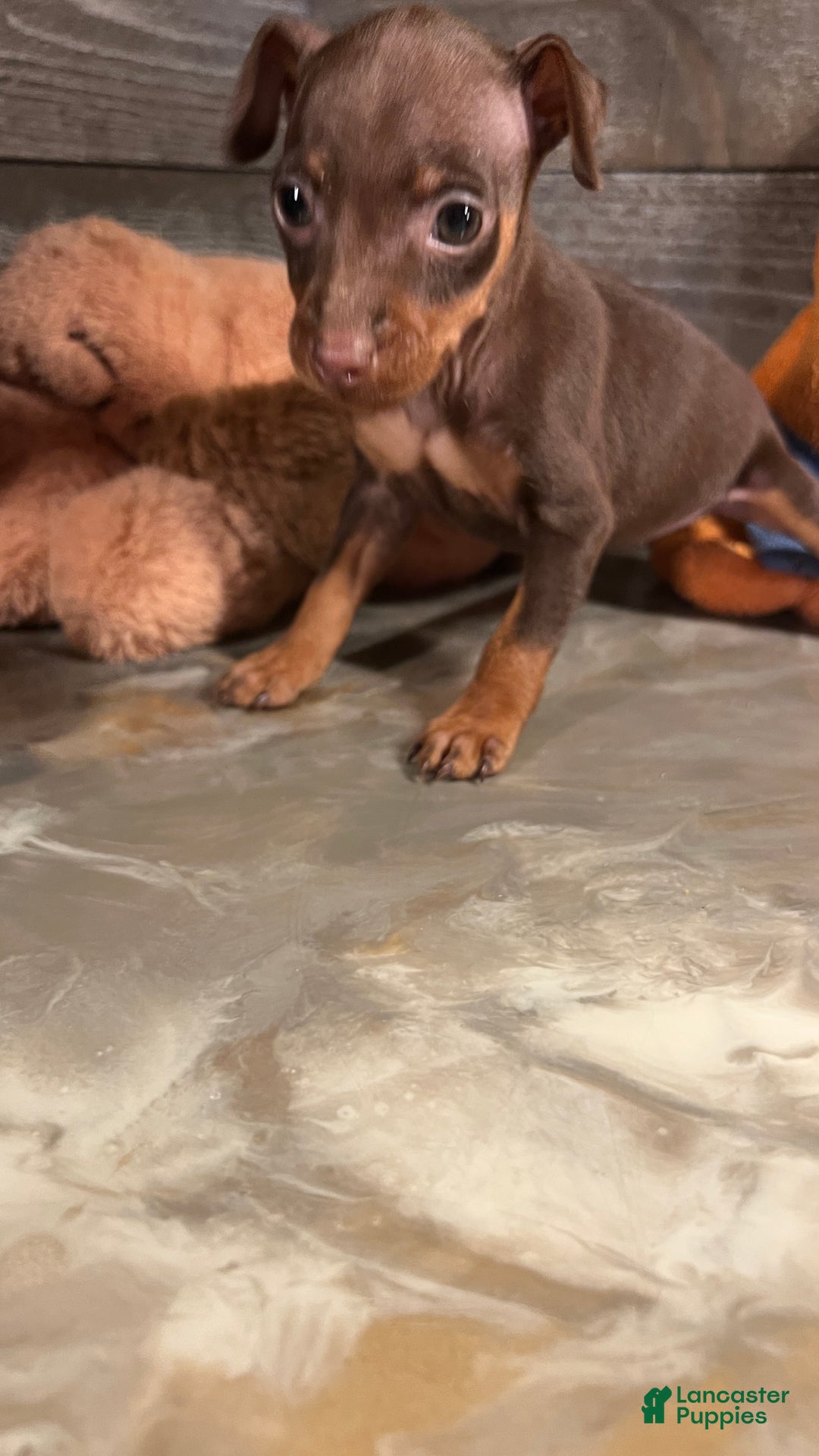 Miniature Pinscher dogs for sale: Ruby - Ad 10