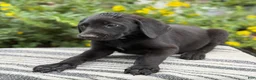 Mixed Breed dogs for sale: Georgie - Ad 4