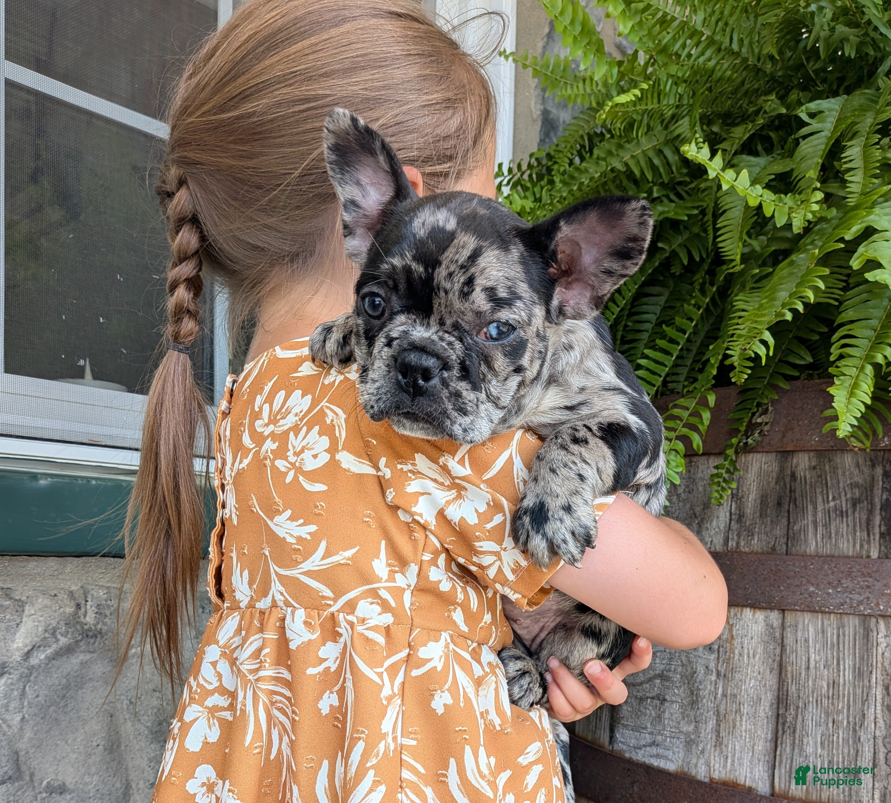 Frenchton dogs Frenchton Puppy 3 - Ad 1
