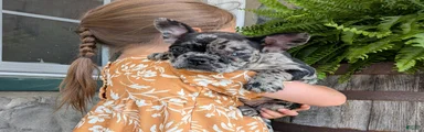 Frenchton Puppy 3