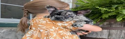 Frenchton dogs for sale: Frenchton Puppy 3 - Ad 1