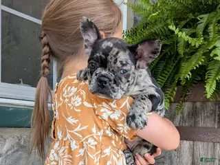 Frenchton dogs for sale: Frenchton Puppy 3 - Ad 1