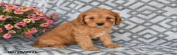 Cavapoo dogs for sale: Theo - Ad 2