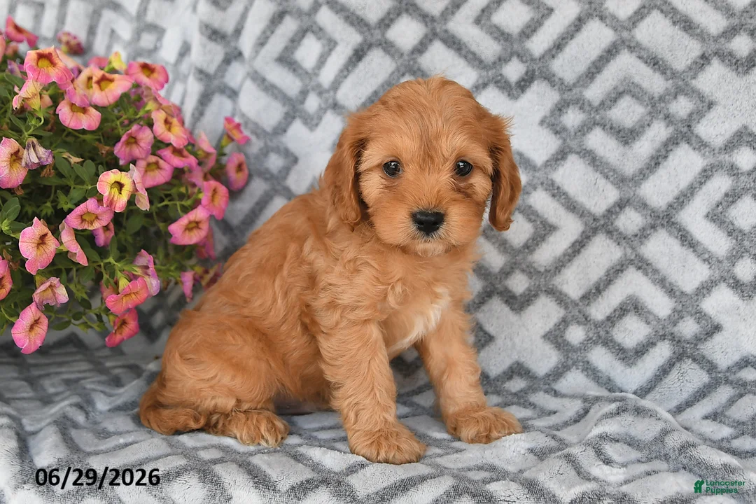 Cavapoo dogs for sale: Theo - Ad 2