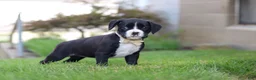 Boxer dogs for sale: London - Ad 4