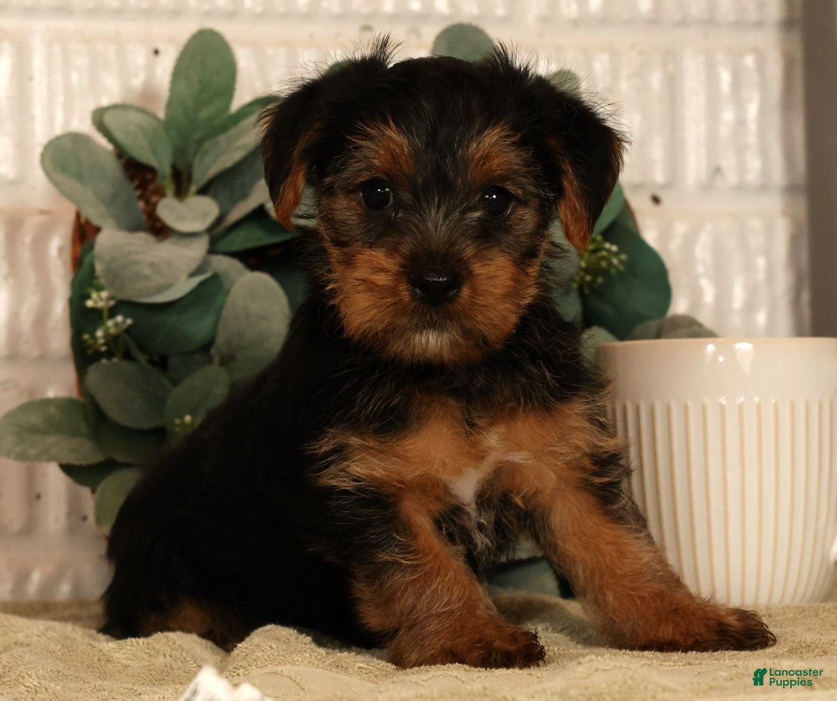 Yorkshire Terrier dogs Unity - Ad 2
