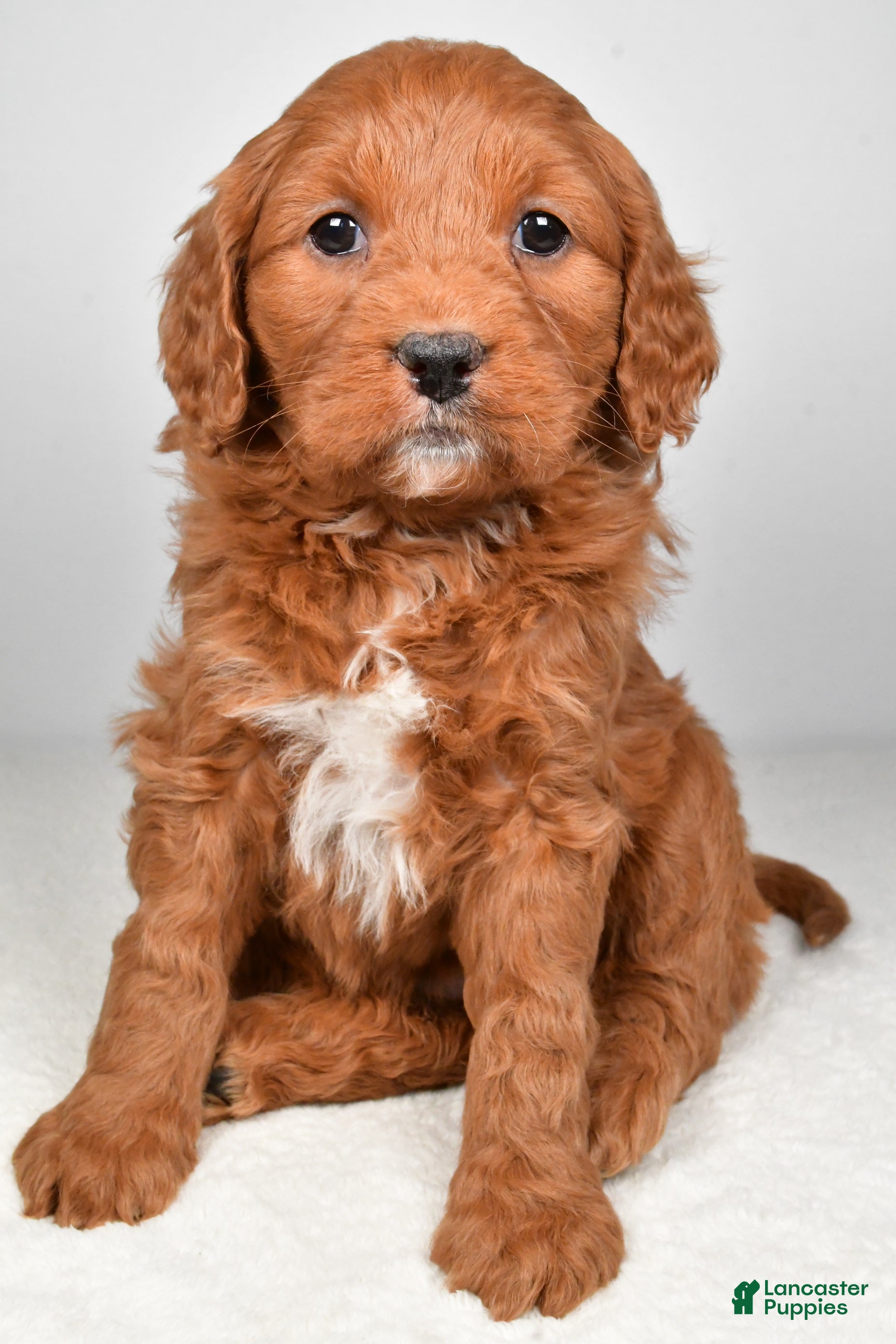 Mini Goldendoodle dogs Bailey - Ad 2